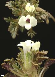 Veronica cheesemanii subsp. cheesemanii. Flower with 4 corolla lobes. Note pinnatifid calyx lobes and hairs on the outside of the corolla lobes in the opening bud. Scale = 1 mm.
 Image: P.J. Garnock-Jones © Te Papa CC-BY-NC 3.0 NZ